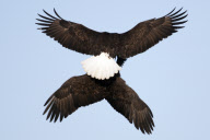 Two bald eagles in flight, Kachemak Bay, Alaska, America - Mar 2010