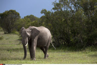 KENYA : NORTHERN WHITE RHINOCEROS CONSERVATION PROJECT