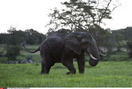 KENYA : NORTHERN WHITE RHINOCEROS CONSERVATION PROJECT