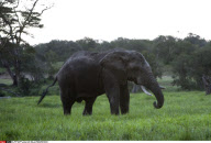 KENYA : NORTHERN WHITE RHINOCEROS CONSERVATION PROJECT