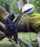 Easter treats for the animals at Marwell Zoo, Hampshire, Britain - 30 Mar 2010