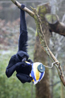 Easter treats for the animals at Marwell Zoo, Hampshire, Britain - 30 Mar 2010