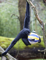 Easter treats for the animals at Marwell Zoo, Hampshire, Britain - 30 Mar 2010