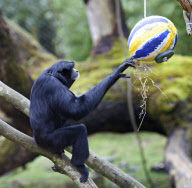 Easter treats for the animals at Marwell Zoo, Hampshire, Britain - 30 Mar 2010