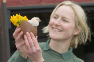 Easter chicks at Tatton Parks Home farm, Cheshire, Britain - Mar 2010