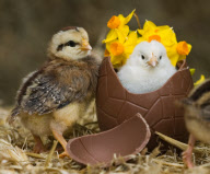 Easter chicks at Tatton Parks Home farm, Cheshire, Britain - Mar 2010