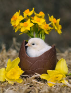Easter chicks at Tatton Parks Home farm, Cheshire, Britain - Mar 2010