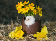 Easter chicks at Tatton Parks Home farm, Cheshire, Britain - Mar 2010