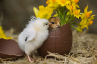 Easter chicks at Tatton Parks Home farm, Cheshire, Britain - Mar 2010