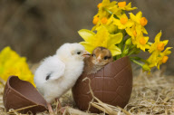 Easter chicks at Tatton Parks Home farm, Cheshire, Britain - Mar 2010