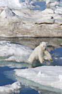 Marine Wildlife