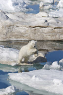 Marine Wildlife