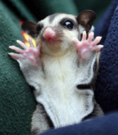 Baby Sugar Glider, Woodlands Theme Park, Devon, Britain - 01 Apr 2010