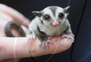Baby Sugar Glider, Woodlands Theme Park, Devon, Britain - 01 Apr 2010