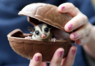 Baby Sugar Glider, Woodlands Theme Park, Devon, Britain - 01 Apr 2010