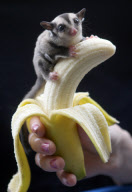 Baby Sugar Glider, Woodlands Theme Park, Devon, Britain - 01 Apr 2010