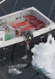 Canadian Annual Seal Hunt, Northern Gulf of St Lawrence, Canada - 09 Apr 2010