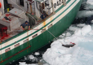 Canadian Annual Seal Hunt, Northern Gulf of St Lawrence, Canada - 09 Apr 2010