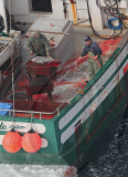 Canadian Annual Seal Hunt, Northern Gulf of St Lawrence, Canada - 09 Apr 2010