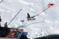 Canadian Annual Seal Hunt, Northern Gulf of St Lawrence, Canada - 09 Apr 2010