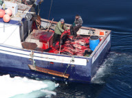 Canadian Annual Seal Hunt, Northern Gulf of St Lawrence, Canada - 09 Apr 2010
