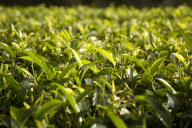 Tea production in the Nilgiri Hills, Tamil Nadu, India - May 2009