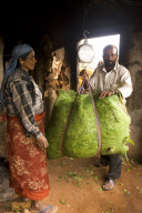 Tea production in the Nilgiri Hills, Tamil Nadu, India - May 2009