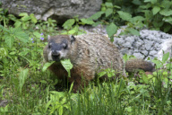 USA Wildlife