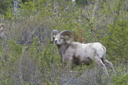 CANADA Waterton