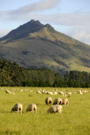 New Zealand - Mar 2010