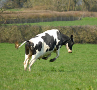 Premier Moo cheddar, which is made from the first milk from cows who have grazed on the first grass of the year, Weymouth, Dorset, Britain - 14 Apr 2010