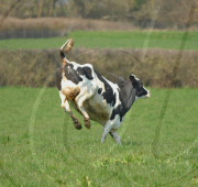 Premier Moo cheddar, which is made from the first milk from cows who have grazed on the first grass of the year, Weymouth, Dorset, Britain - 14 Apr 2010