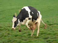 Premier Moo cheddar, which is made from the first milk from cows who have grazed on the first grass of the year, Weymouth, Dorset, Britain - 14 Apr 2010