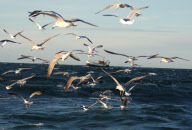 Prawn Fishing in the North Sea, Britain - 23 Dec 2009
