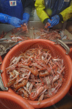Prawn Fishing in the North Sea, Britain - 23 Dec 2009