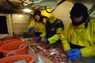 Prawn Fishing in the North Sea, Britain - 23 Dec 2009