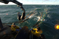 Prawn Fishing in the North Sea, Britain - 23 Dec 2009