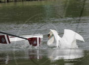 Rowers call for Mr Asbo the aggressive swan to be removed from River Cam, Cambridge, Britain - 19 Apr 2010