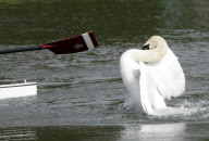Rowers call for Mr Asbo the aggressive swan to be removed from River Cam, Cambridge, Britain - 19 Apr 2010