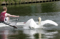 Rowers call for Mr Asbo the aggressive swan to be removed from River Cam, Cambridge, Britain - 19 Apr 2010