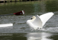 Rowers call for Mr Asbo the aggressive swan to be removed from River Cam, Cambridge, Britain - 19 Apr 2010