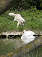 Rowers call for Mr Asbo the aggressive swan to be removed from River Cam, Cambridge, Britain - 19 Apr 2010