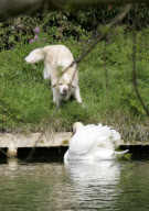 Rowers call for Mr Asbo the aggressive swan to be removed from River Cam, Cambridge, Britain - 19 Apr 2010