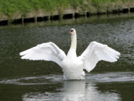 Rowers call for Mr Asbo the aggressive swan to be removed from River Cam, Cambridge, Britain - 19 Apr 2010