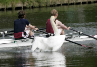 Rowers call for Mr Asbo the aggressive swan to be removed from River Cam, Cambridge, Britain - 19 Apr 2010
