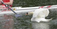 Rowers call for Mr Asbo the aggressive swan to be removed from River Cam, Cambridge, Britain - 19 Apr 2010
