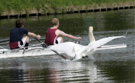 Rowers call for Mr Asbo the aggressive swan to be removed from River Cam, Cambridge, Britain - 19 Apr 2010