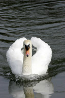 Rowers call for Mr Asbo the aggressive swan to be removed from River Cam, Cambridge, Britain - 19 Apr 2010