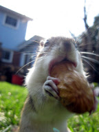Penelope the chipmunk enjoys her nuts, Mississauga, Ontario, Canada - Apr 2010