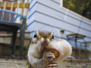 Penelope the chipmunk enjoys her nuts, Mississauga, Ontario, Canada - Apr 2010